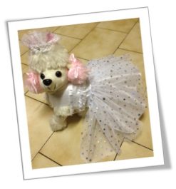 For the Peticular Bride