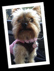 When your children are teenagers, it’s important to have a dog so that someone in the house is happy to see you.