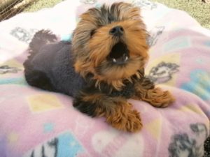 Keep Calm And Love Your Dog